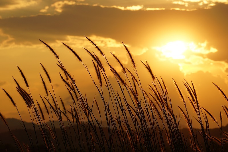 Chrysanthemums flowers  / of flowers