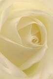 This intimate view invites you straight into the gentle heart of a cream-hued rose, reminiscent of the peaceful mornings by Carshalton's historic ponds. Each petal delicately unfurls in a soft, spiral embrace, its surface touched by the barest suggestion of dew, the texture feather-light and inviting to the senses. Hints of ivory and warm cream catch the soft light, casting tranquil shadows that ripple between each curve, imbuing the rose with quiet drama and depth. The atmosphere here is one of soothing elegance-the type of flower chosen for expressions of admiration, sympathy, or to mark the hopeful beginnings of a new journey. For the Carshalton community, this rose symbolizes both reverence and gentle renewal, its subtle, sweet fragrance imagined as a comforting presence lingering in the air. The close perspective reveals not just floral perfection, but the emotion and artisanal skill with which every arrangement is composed, telling a story as personal as a stroll along the Wrythe Recreation Ground on a quiet Sunday.